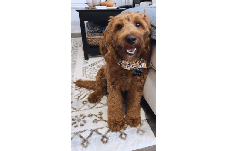 Best Mini Goldendoodle Baby