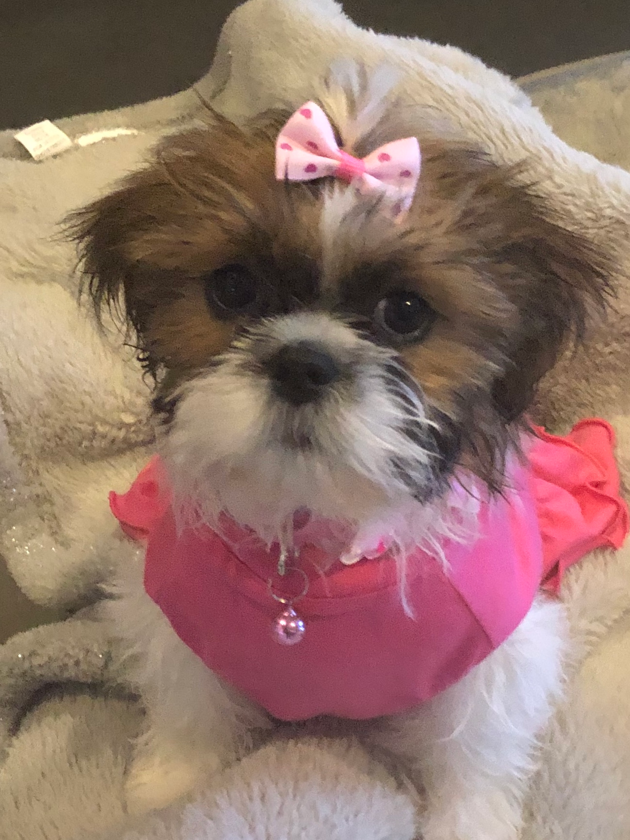 Fluffy Teddy Bear Designer Pup
