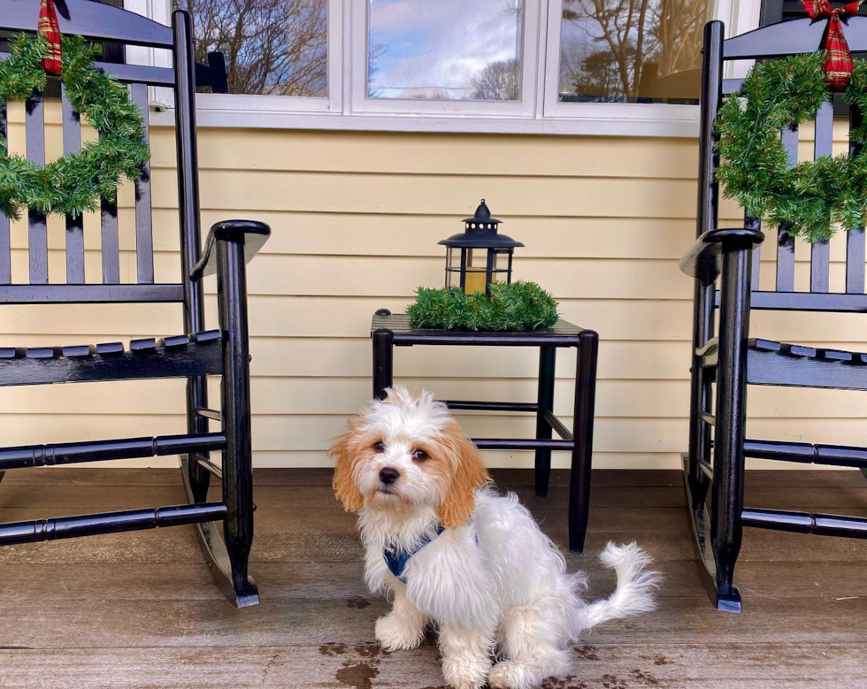 Hypoallergenic Cavalier Designer Pup