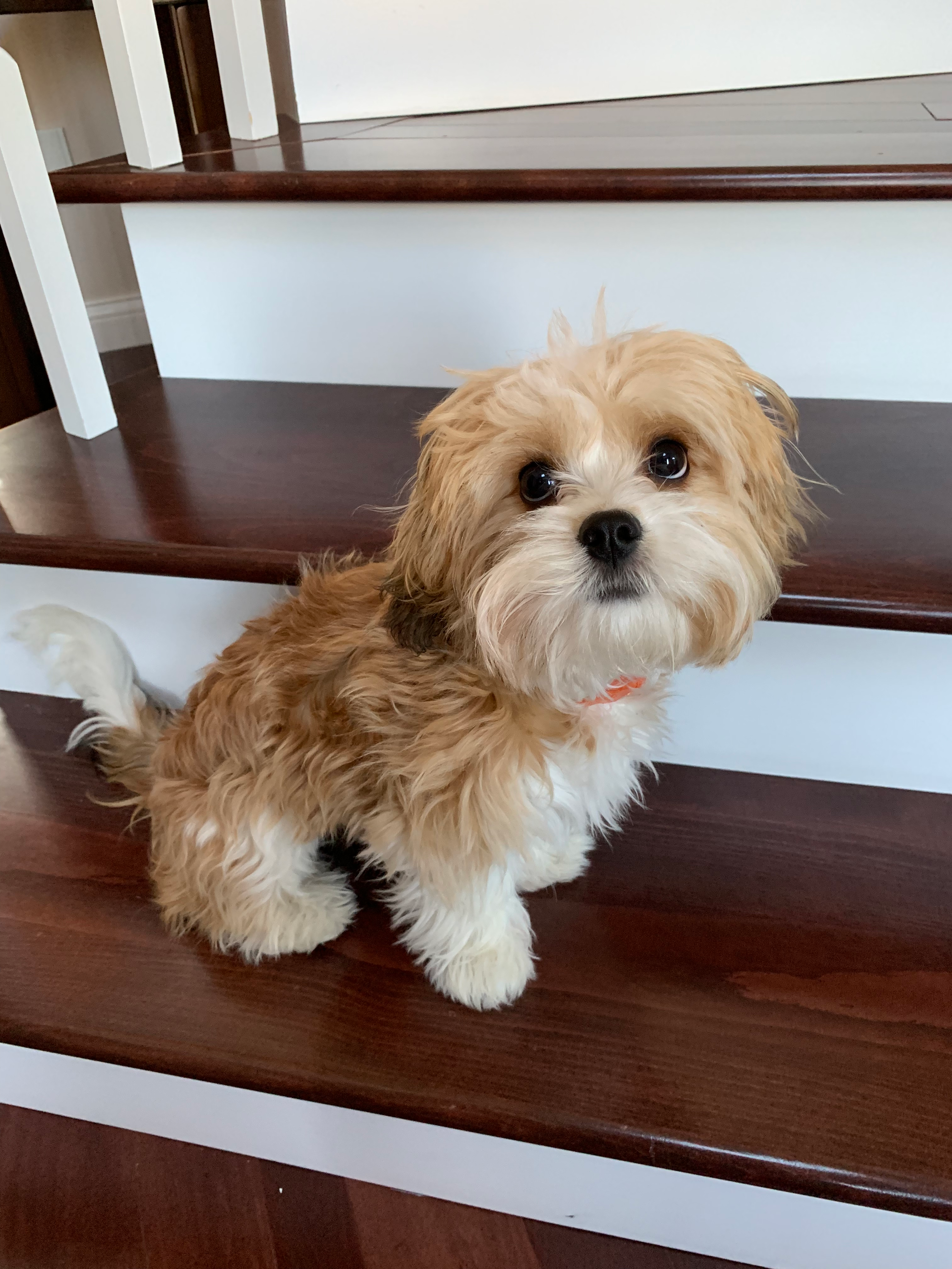 Funny Cavachon Designer Pup