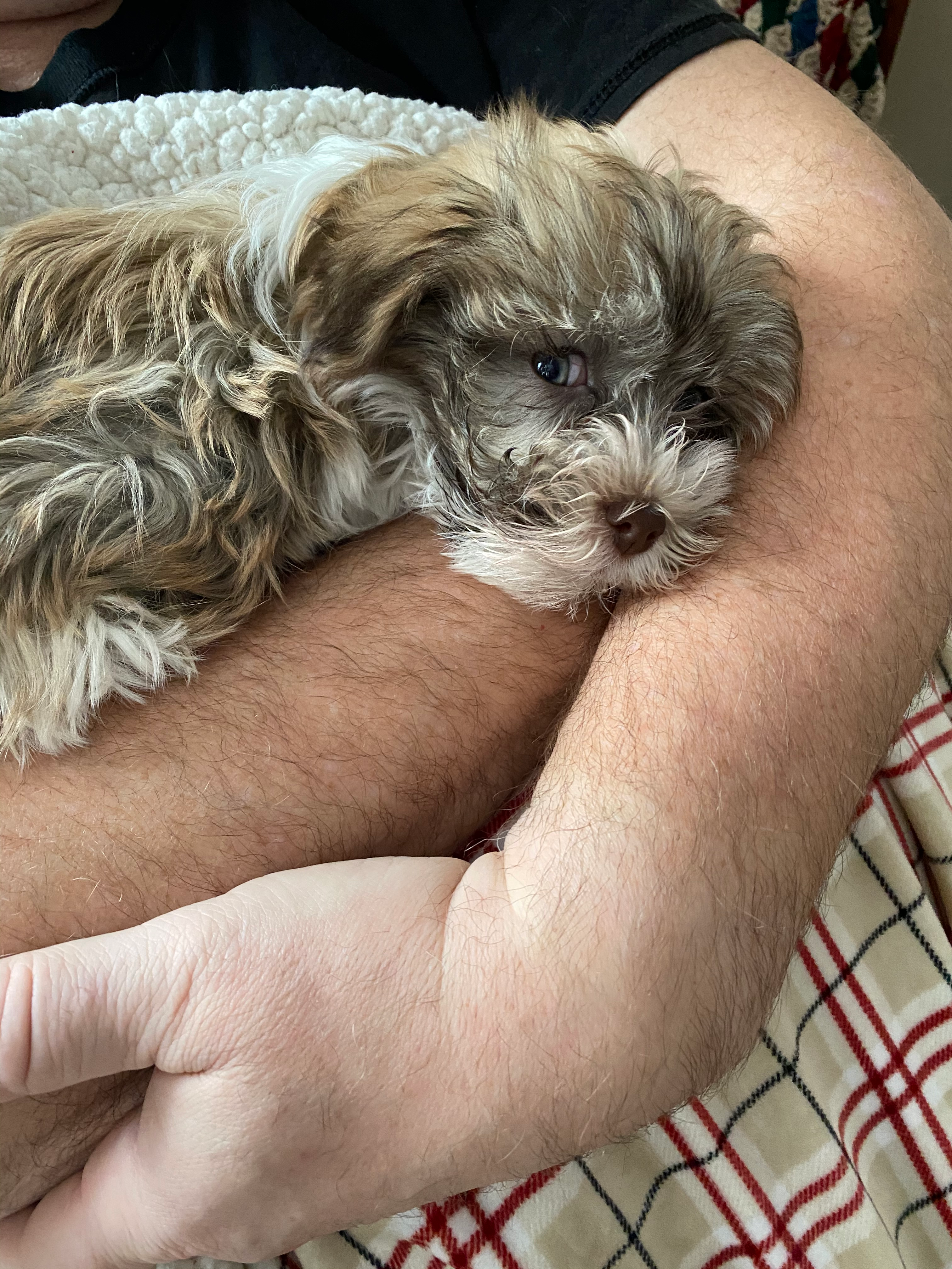 Best Havanese Baby