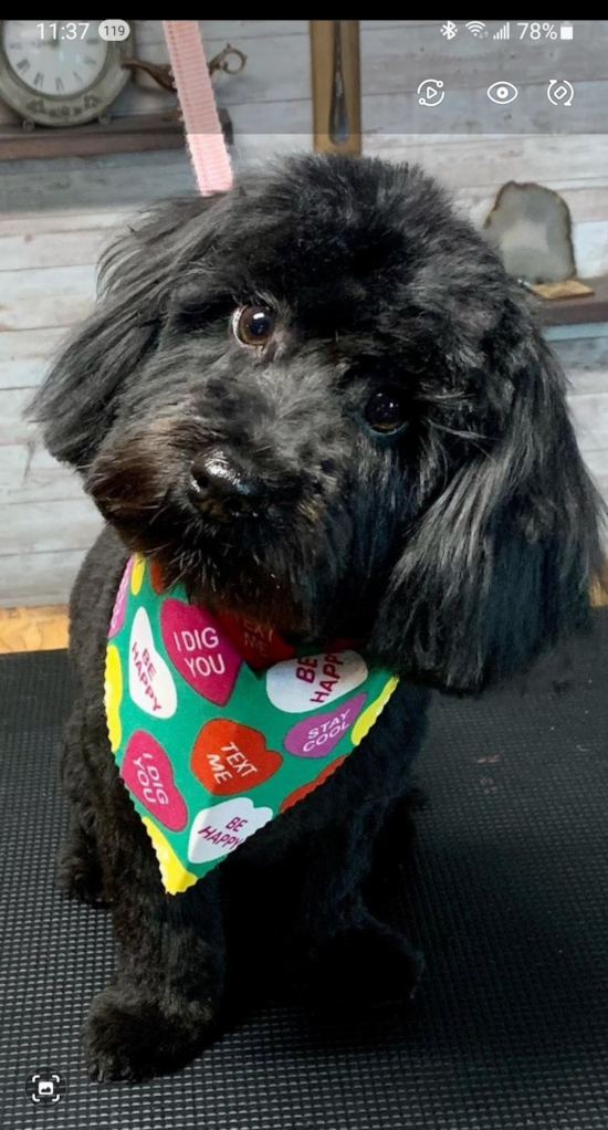 Friendly Maltipoo Pup in Hempstead N Y