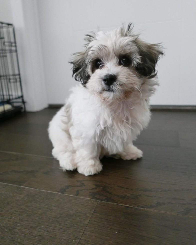 Little Shichon Designer Pup