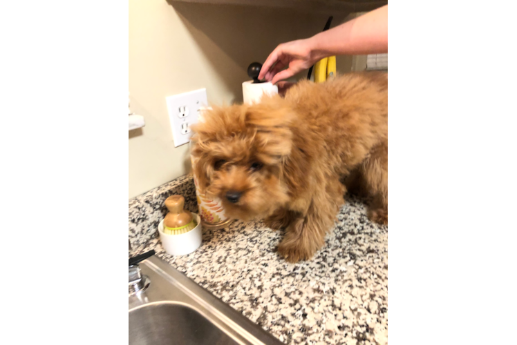 Cavapoo Puppy for Adoption