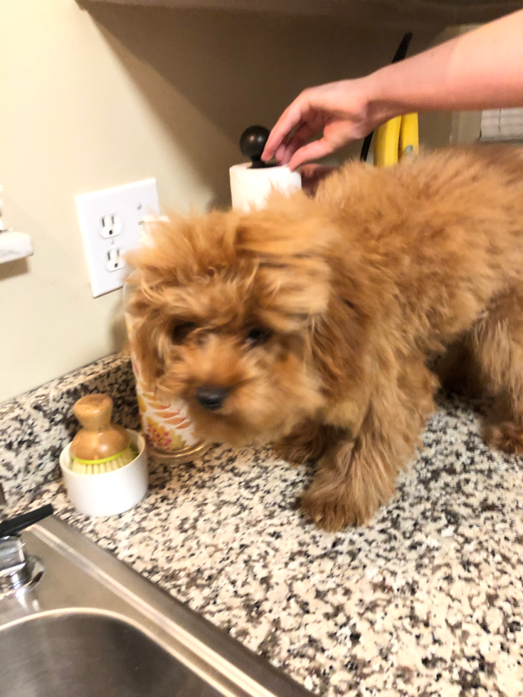 Petite Cavapoo Poodle Mix Pup