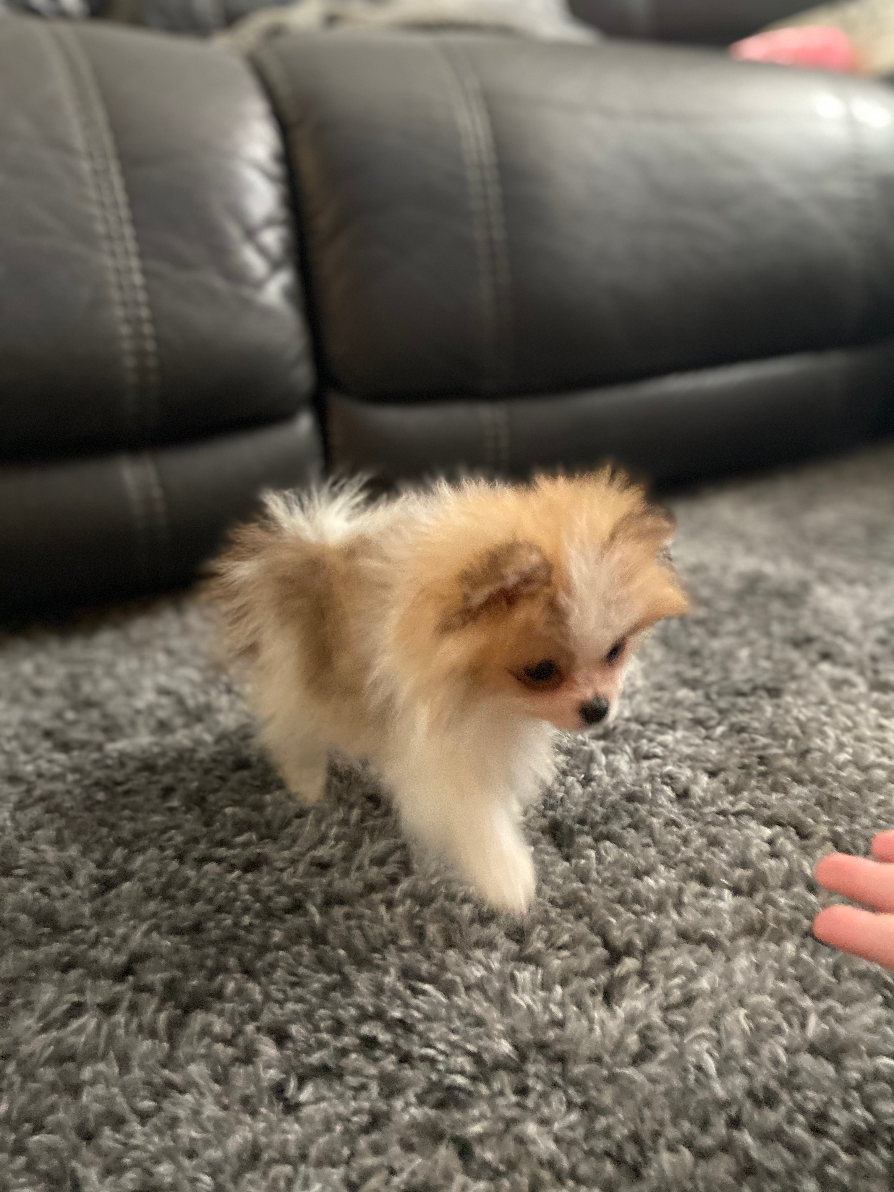 Akc Registered Pomeranian Purebred Pup