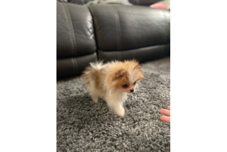 Akc Registered Pomeranian Purebred Pup