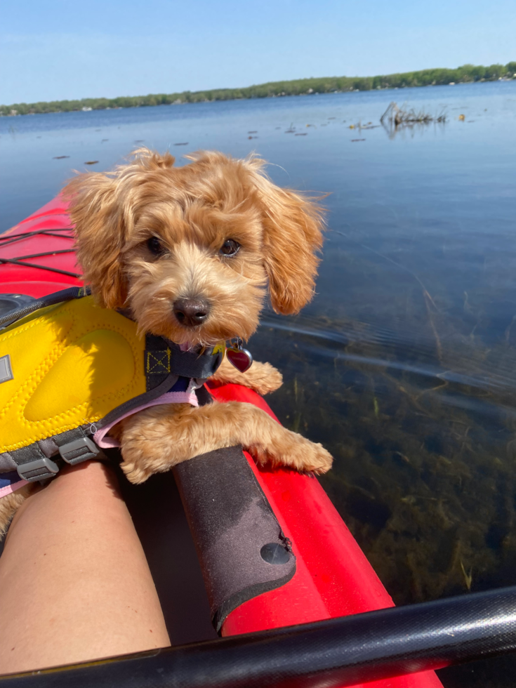 Maltipoo Pup