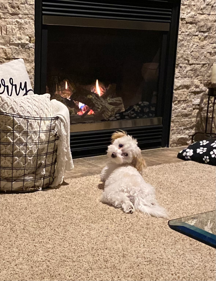 Sweet Maltipoo Pup