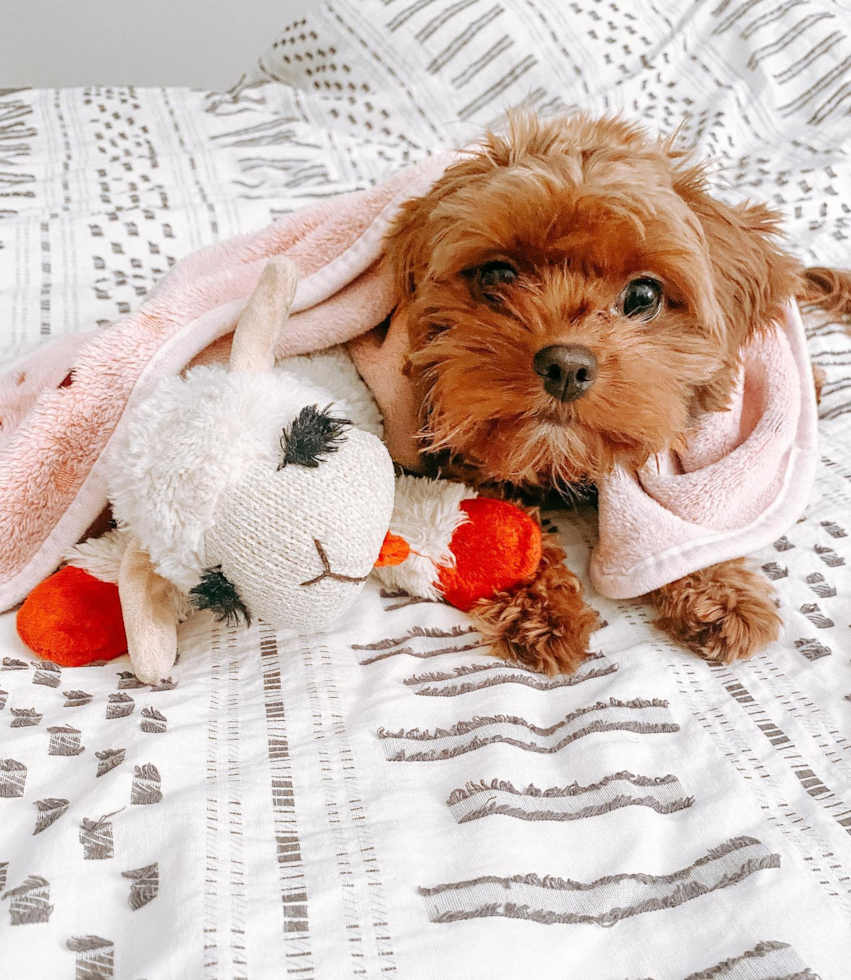 Small Cavapoo Pup