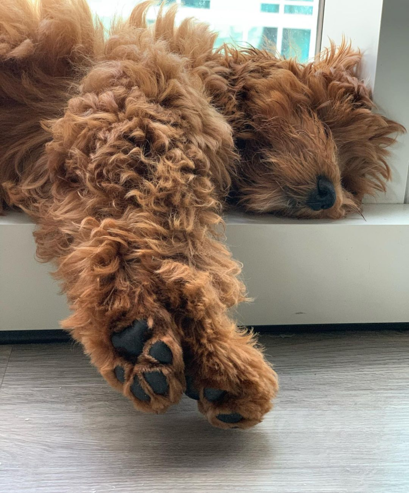 Chicago Cavapoo Pup