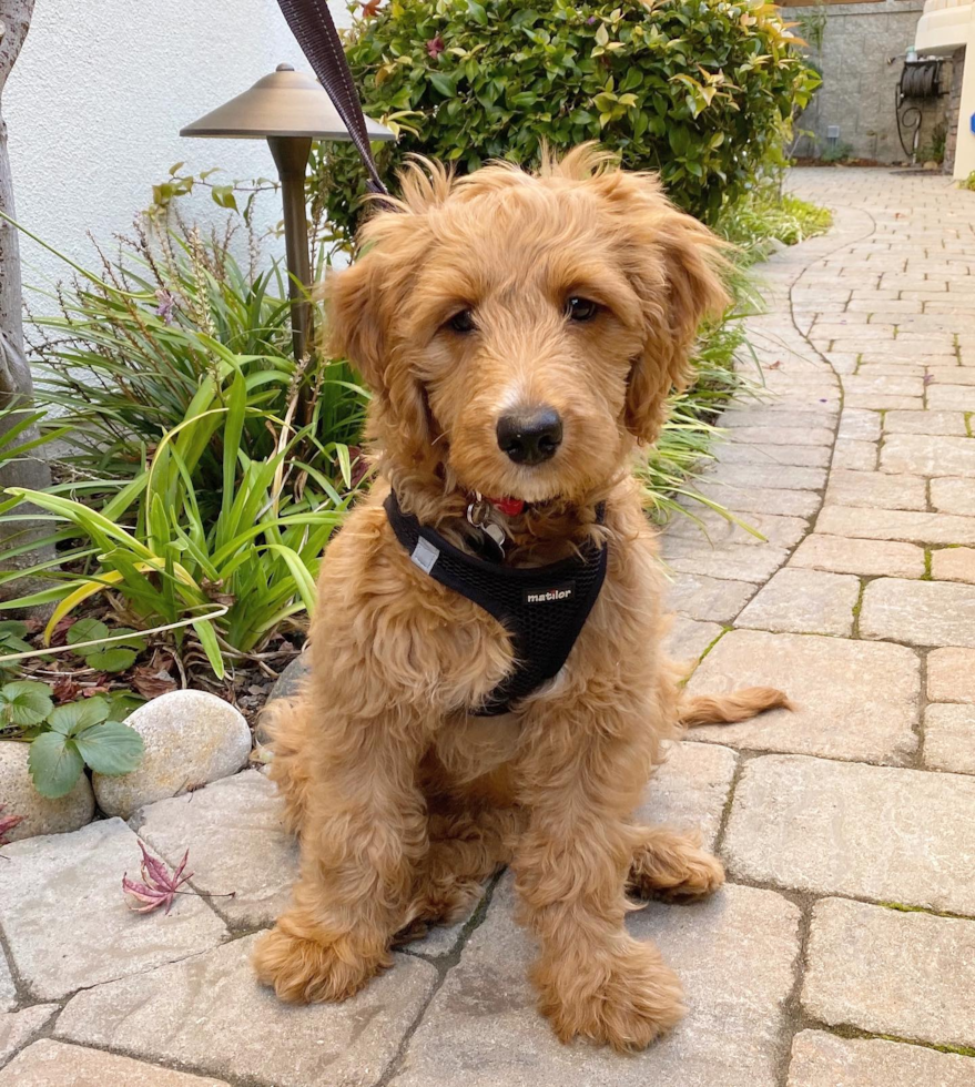 Millbrae Mini Goldendoodle Pup