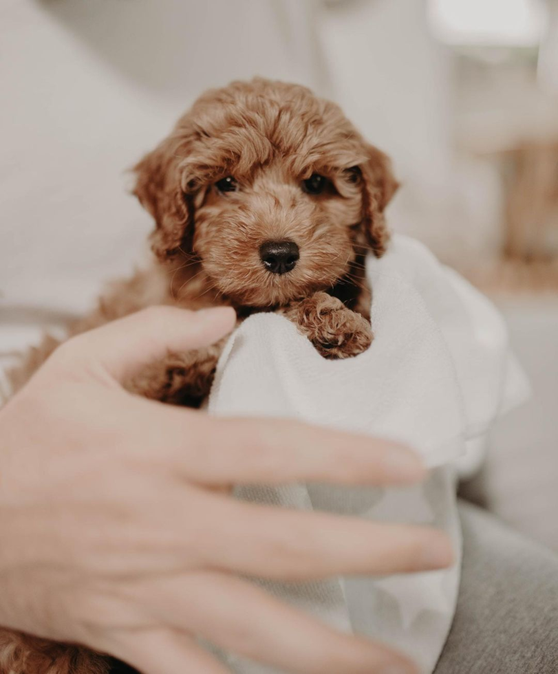 Cockapoo Being Cute