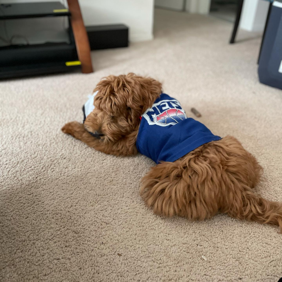 Mini Goldendoodle Being Cute