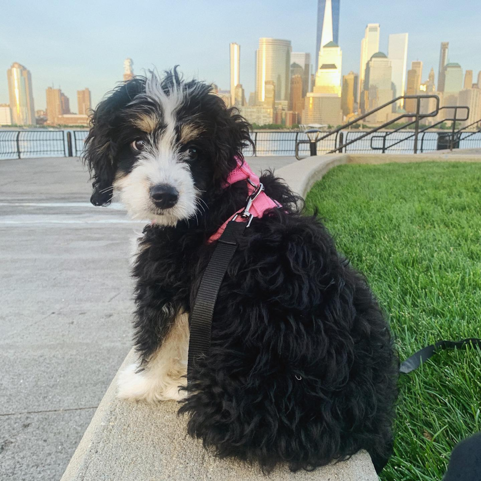 Mini Bernedoodle Being Cute