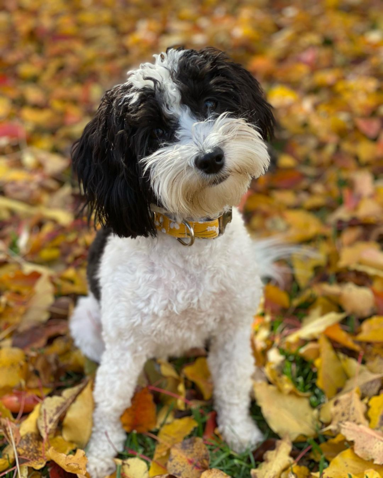 Cincinnati Havanese Pup