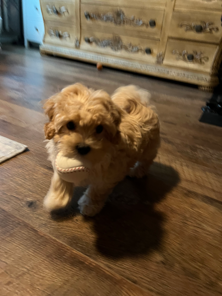 Popular Maltipoo Poodle Mix Pup