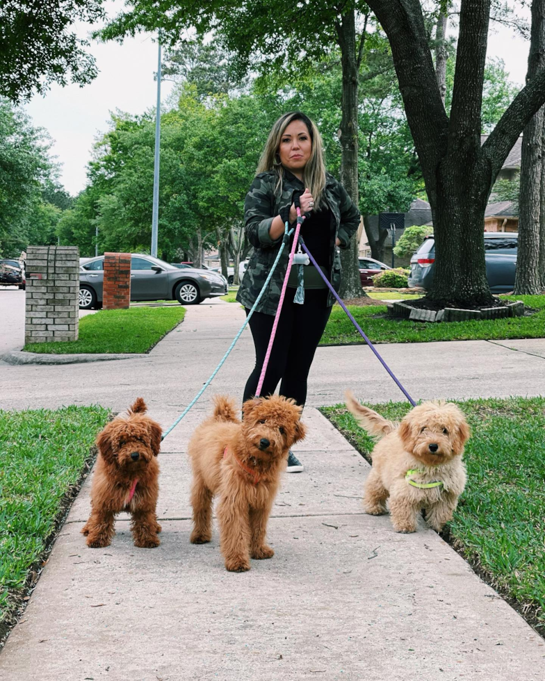 Sweet Mini Goldendoodle Pup in Houston TX