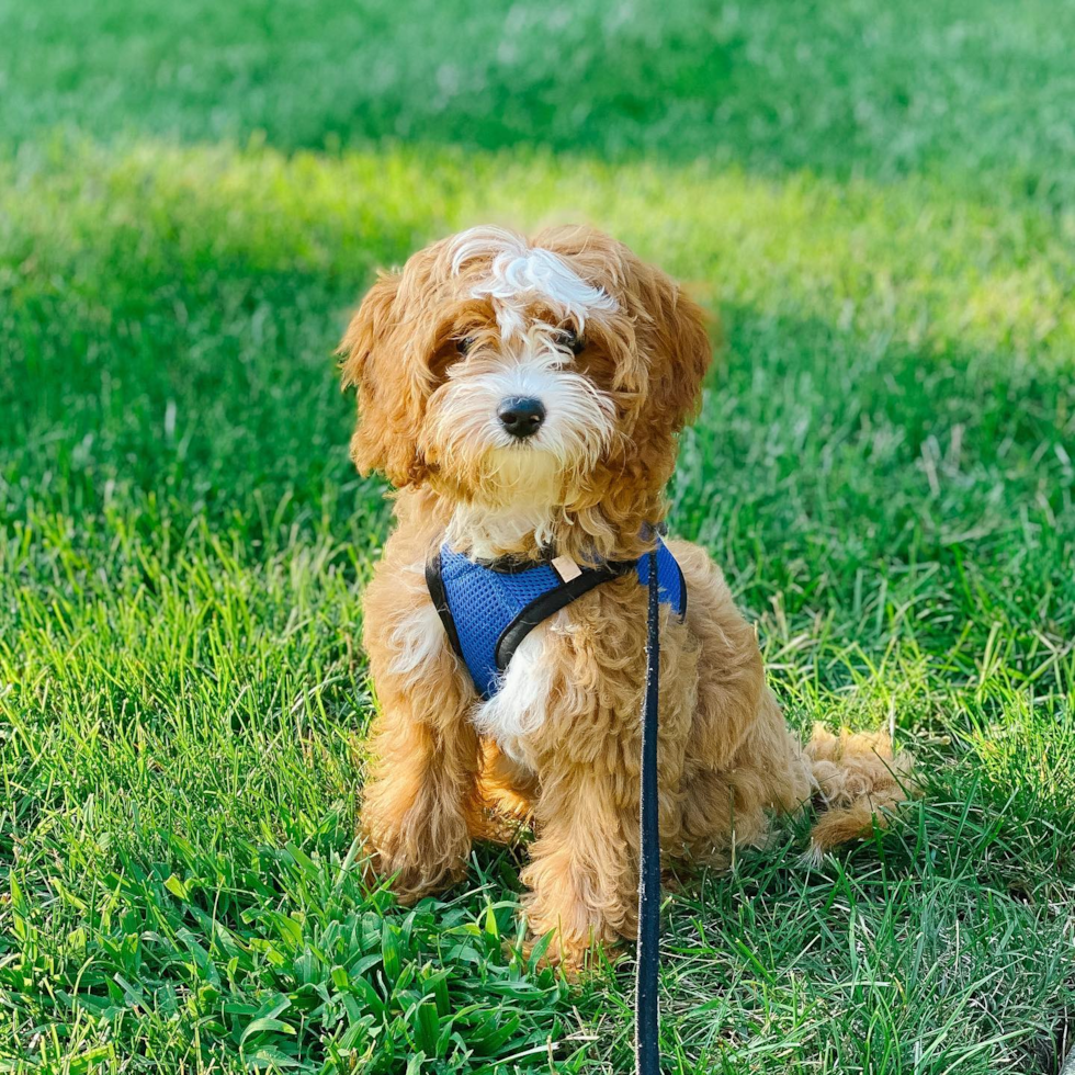 Sweet Cavapoo Pup