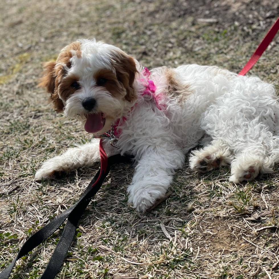 Friendly Cavapoo Pup in Lanham MD