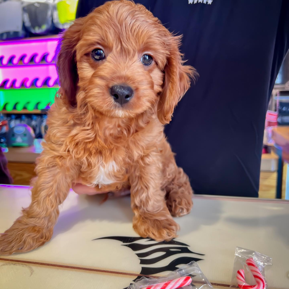 Cavapoo Being Cute