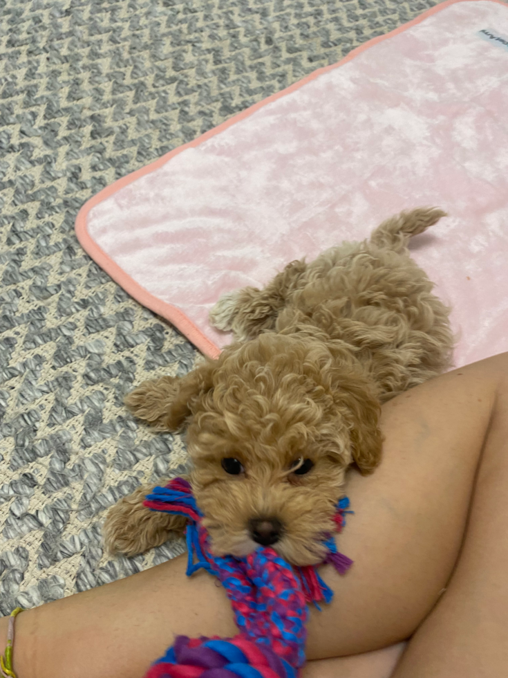 Maltipoo Pup