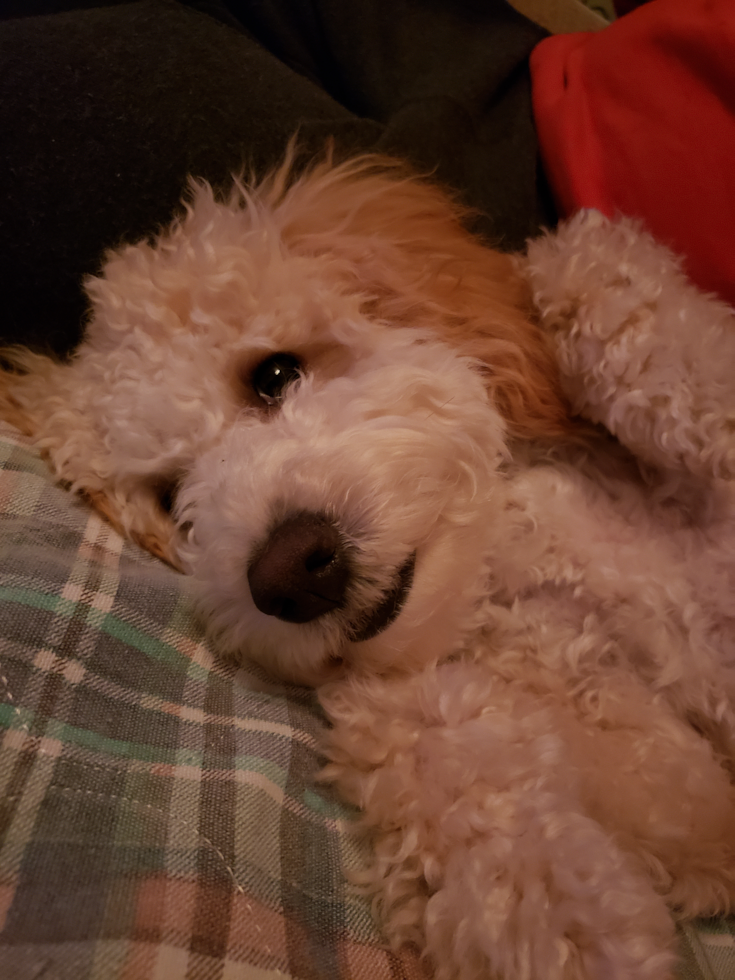 Friendly Mini Goldendoodle Pup in