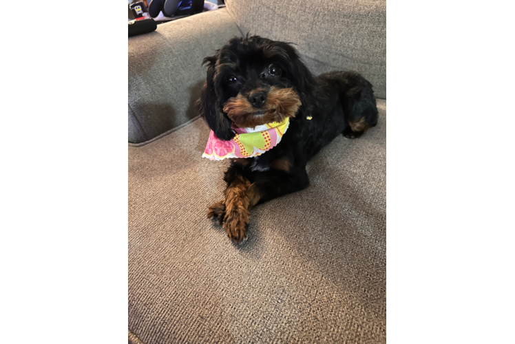 Sweet Cavapoo Baby