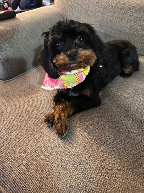 Cavapoo