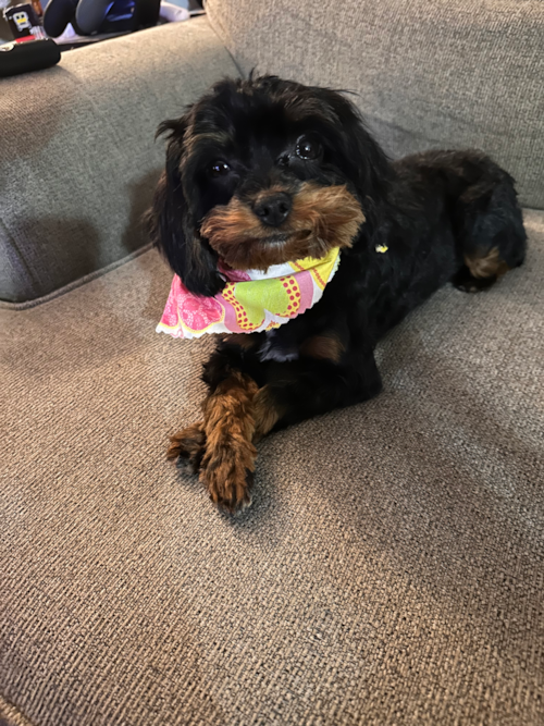 Cavapoo Pup