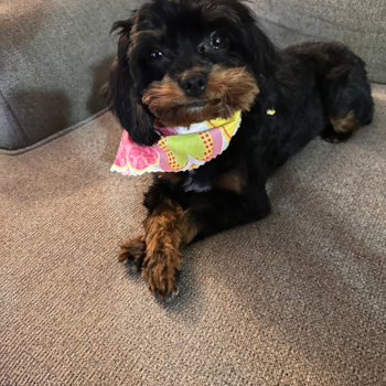Cavapoo Pup