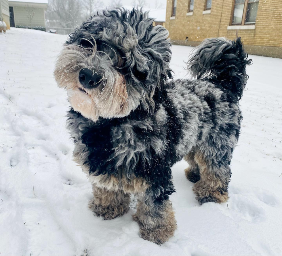 Louisville Mini Sheepadoodle Pup