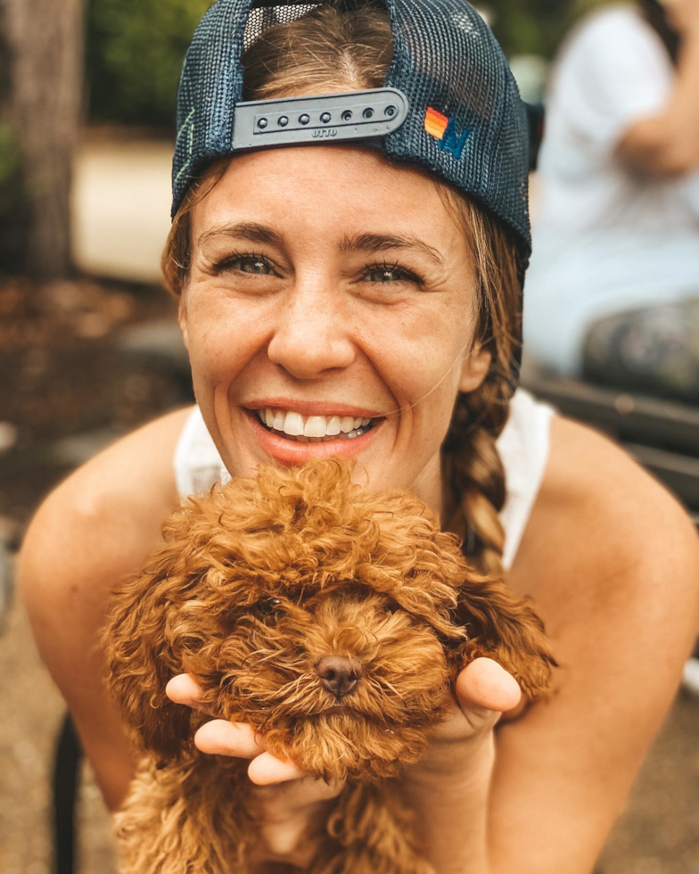 Adorable Cavoodle Poodle Mix Pup