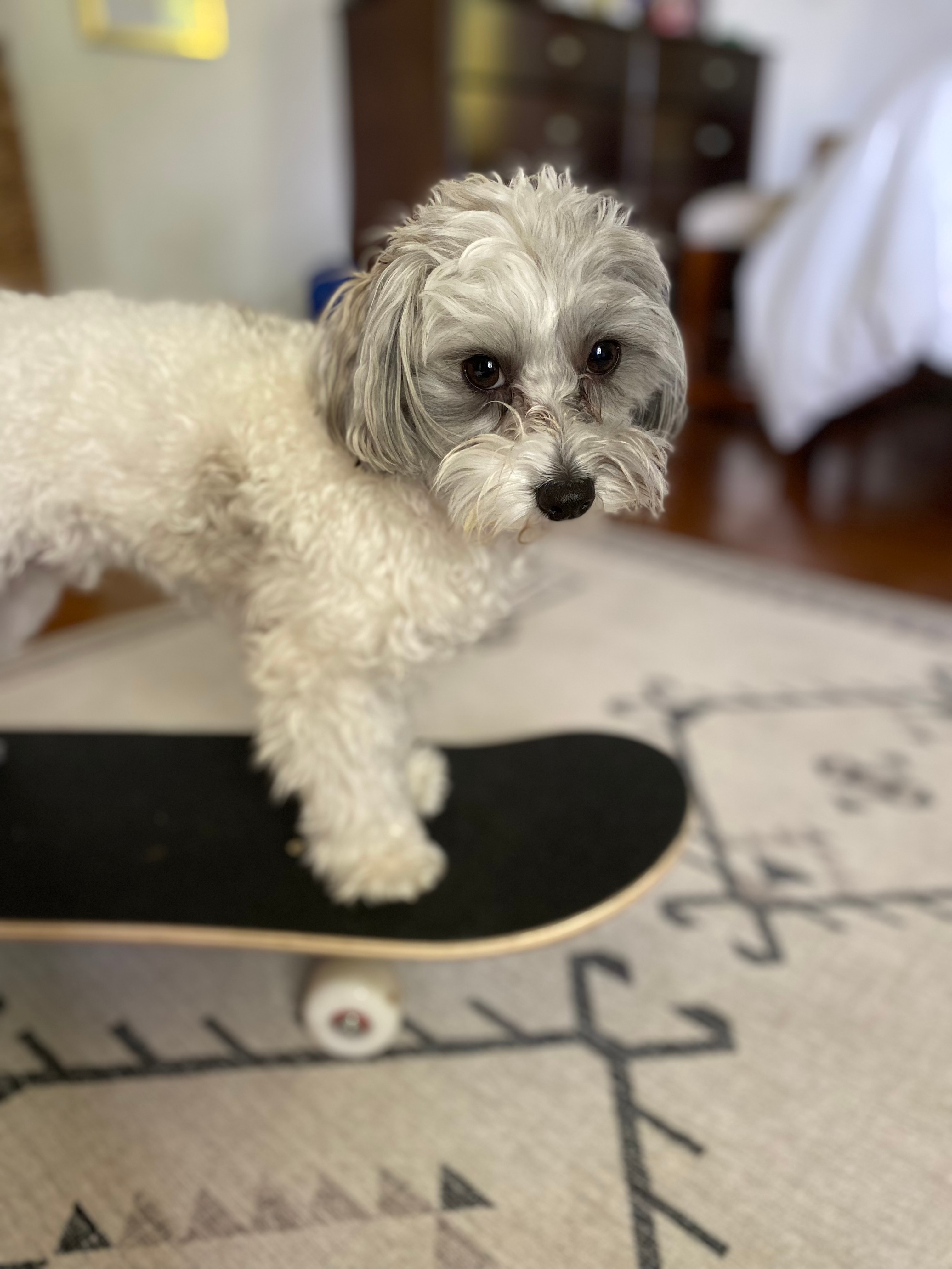Fluffy Maltipoo Poodle Mix Pup