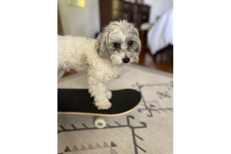 Fluffy Maltipoo Poodle Mix Pup