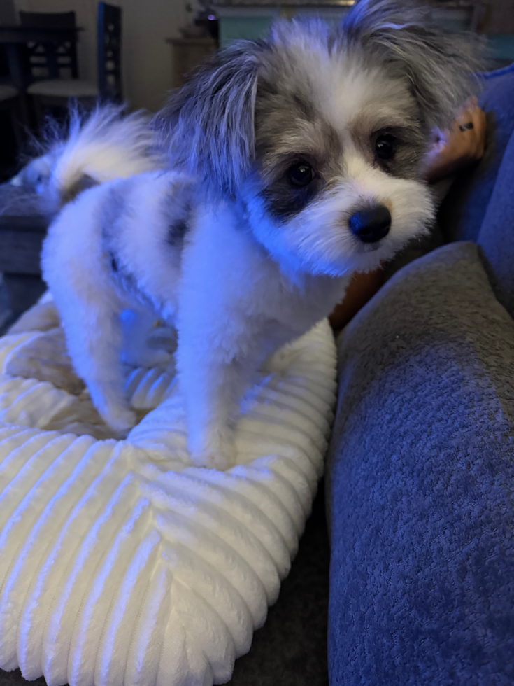 Petite Pomachon Designer Pup