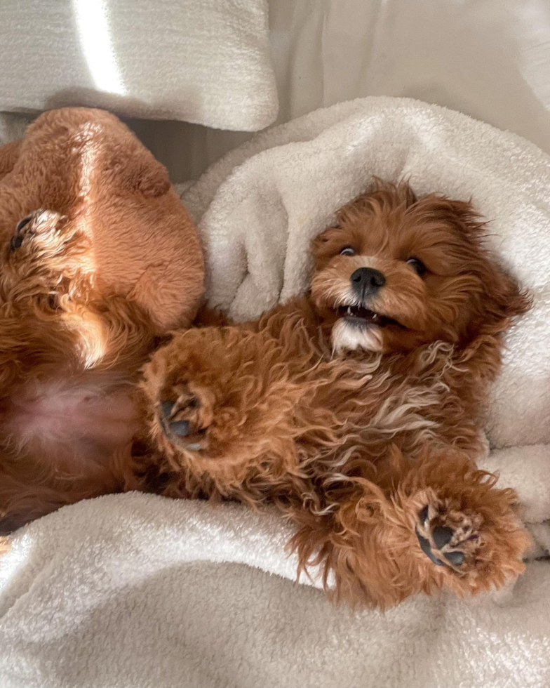 Small Cavapoo Pup in Los Angeles CA