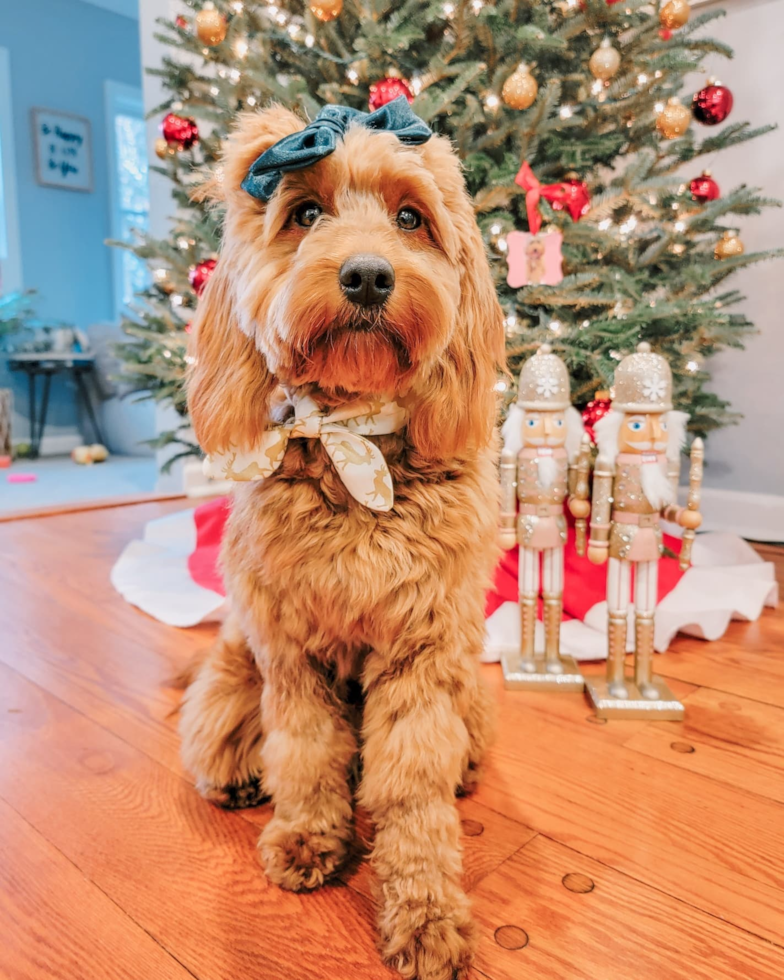 Funny Mini Goldendoodle Poodle Mix Pup