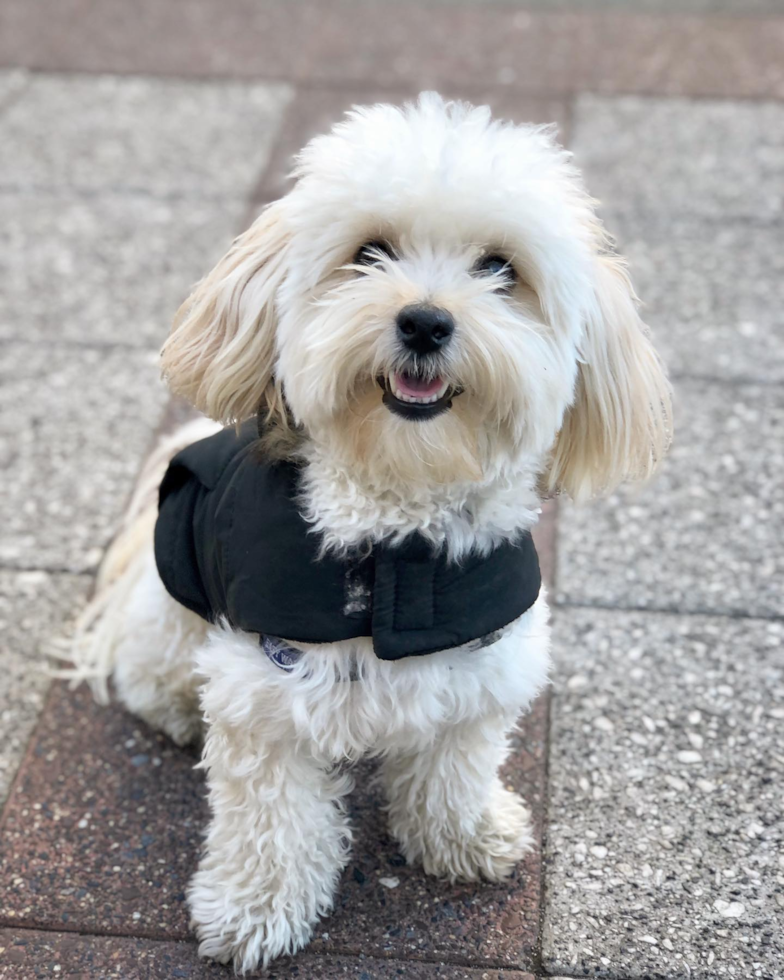 Fluffy Maltipoo Poodle Mix Pup