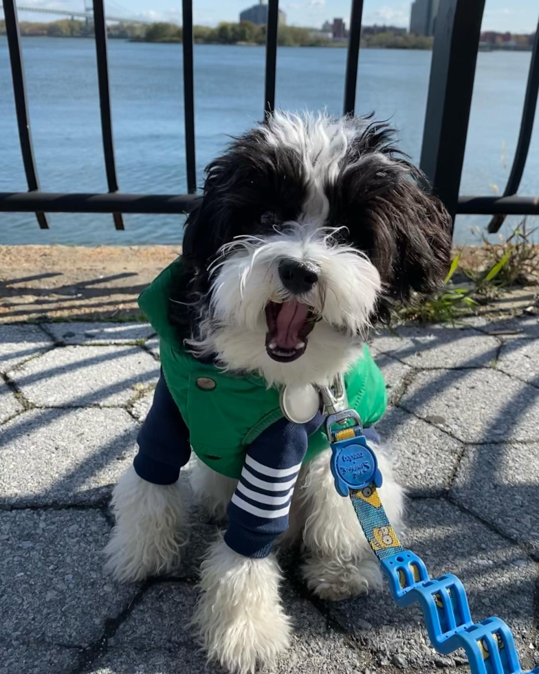 Smart Havanese Pup in New York NY