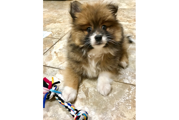 Pomeranian Puppy for Adoption