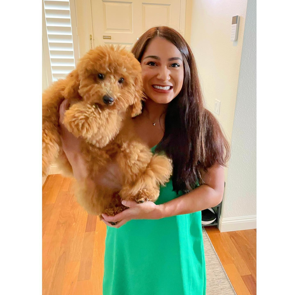 Huntington Beach Mini Goldendoodle Pup