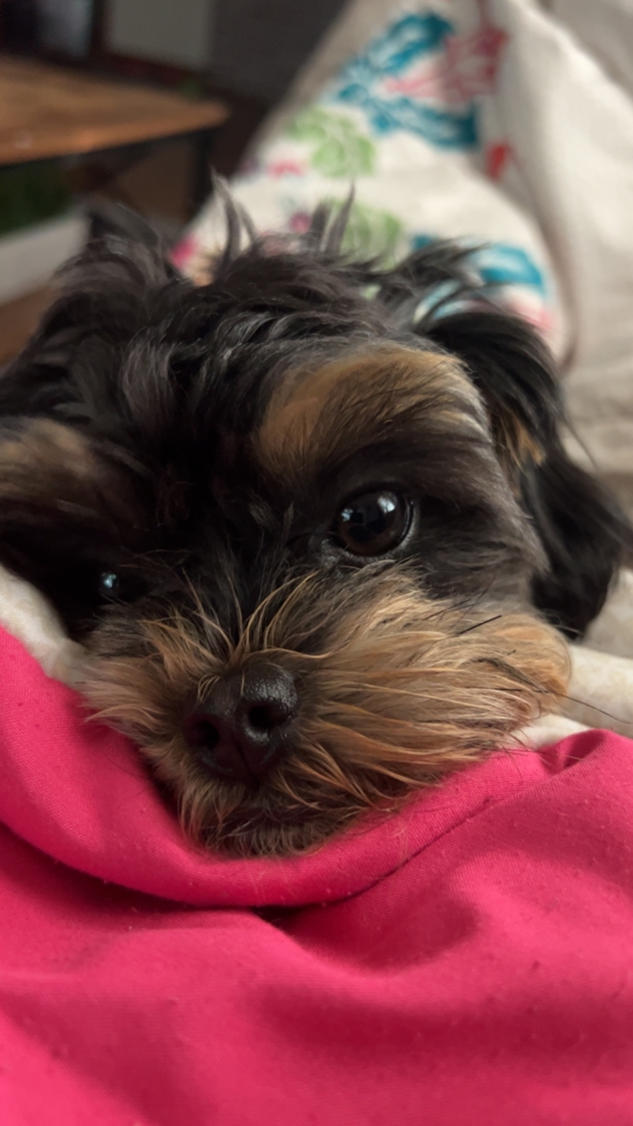 Funny Shih Poo Poodle Mix Pup