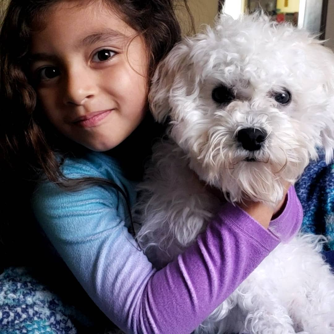 Small Havanese Baby