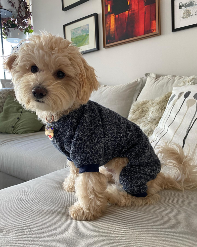 Hypoallergenic Maltepoo Poodle Mix Pup