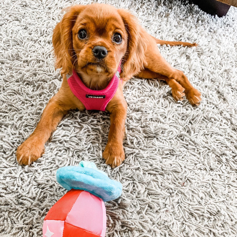 Cavalier King Charles Spaniel Being Cute