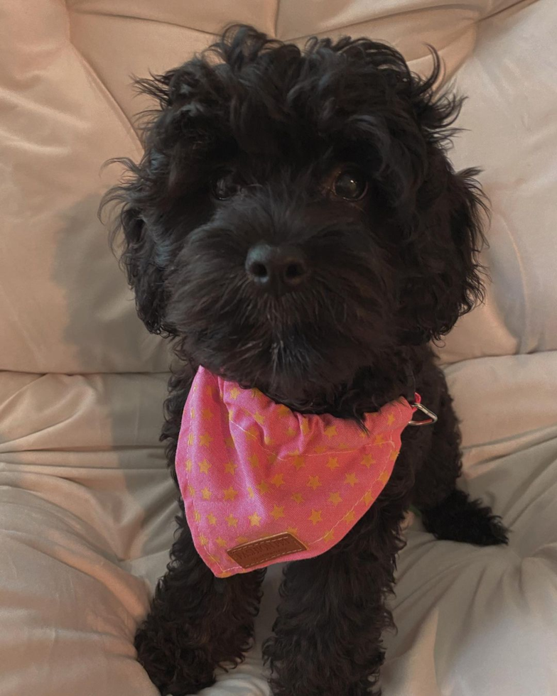 Playful Cavoodle Poodle Mix Pup