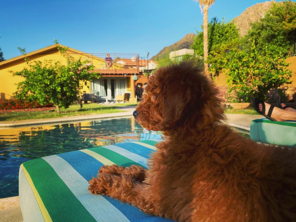 Phoenix Mini Goldendoodle Pup