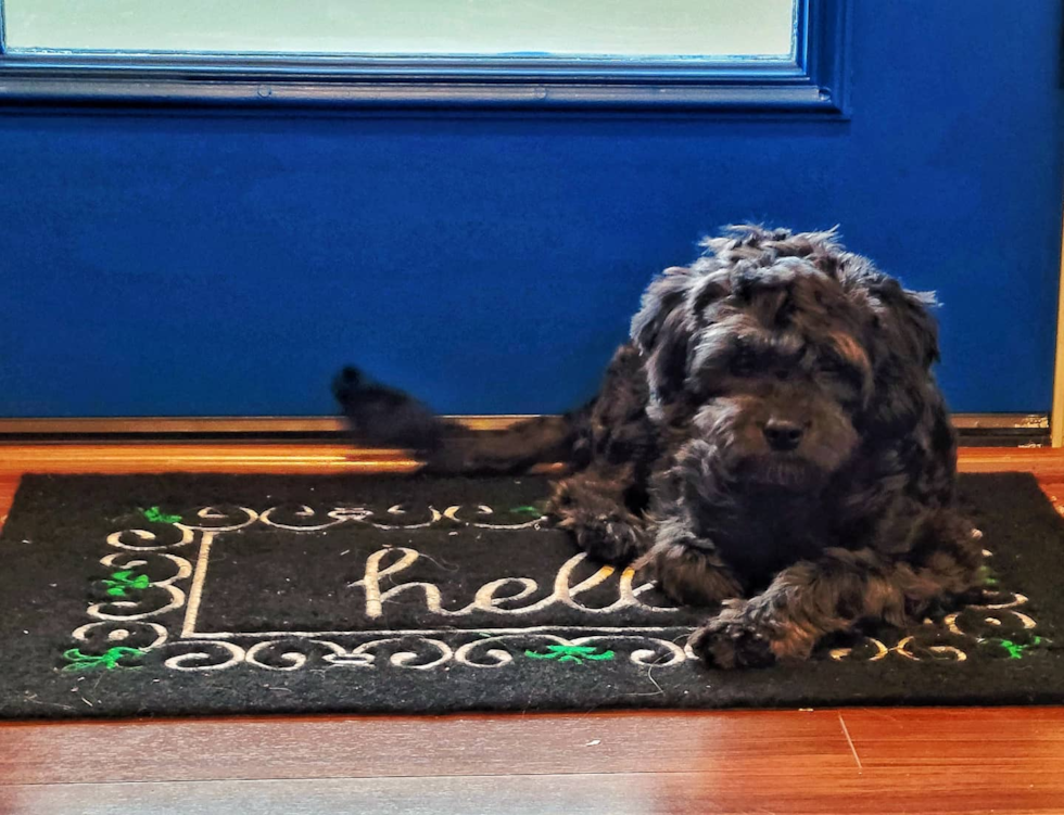 Milwaukie Cavapoo Pup