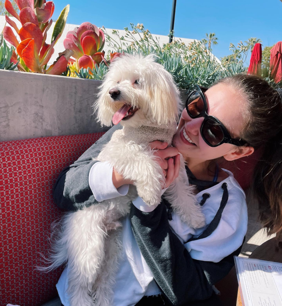 Irvine Maltipoo Pup